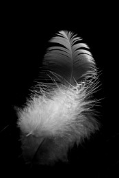 Feather / ***