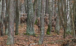 Meeting in the woods / ***
