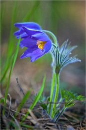 Pasque-flower / ***