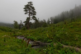 Run a trickle! / ***