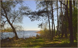 in the woods near the shore / ***