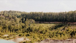 Forest / ***