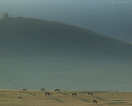 Morning Mongolia / ***