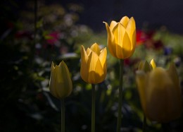 Sonyachna Tulips / ***