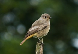 Redstart / ***