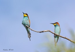 European bee-eater. / ***