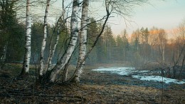 Snow melts. Are the mists ... / ***