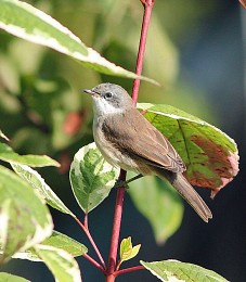 Garden warbler / ***