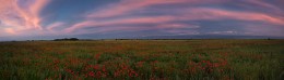 Poppy evening / ***