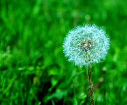 dandelion / #blossom #colour #dandelion #flower #green