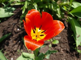 Tulip / ***