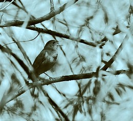 Nightingale sings ... / ***