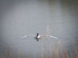 Flaps are released, ready for planting! / ***