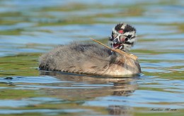Nestling grebes. / ***
