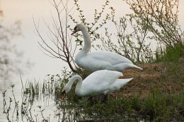 Mute swan / ***