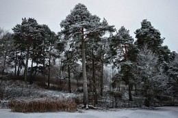 Pine trees on the lake / ***