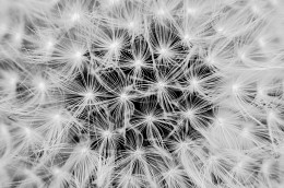 Dandelion / ***