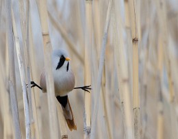 Twine in the reeds / ***