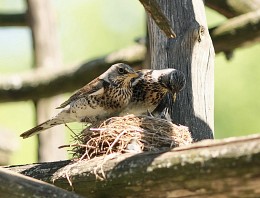 The family of blackbirds / ***