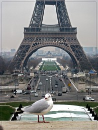 Window to Paris / ***