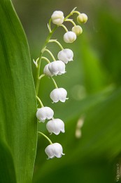 Lilies of the valley / No comments
