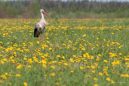 Sentinel dandelions / ***