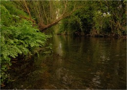 ... &quot;Trout trails&quot; XXII ... / ***