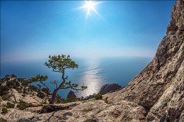 Bonsai on the Crimean ... / ***