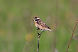Whinchat / ***