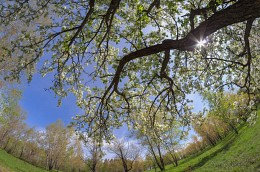 I get lost in the branches of the sun ... / ***