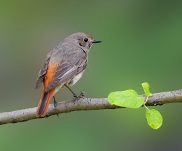 Redstart / ***