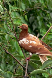 Dove with berries / ***