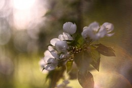 Sunbeams! / ***