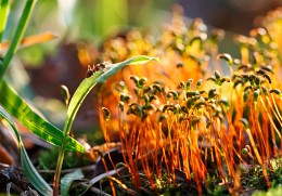 Ant in the fairy forest ... / ***