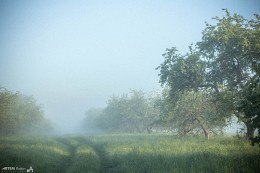 Foggy morning in the apple orchard / ***