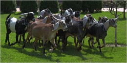 Nubian goats / ***