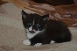 that&#39;s what. / ***