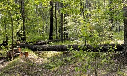 felling / ***