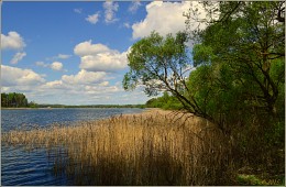 reeds along the shore / ***