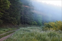 Forestry morning / ***