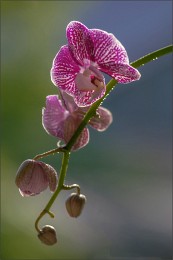 orchid / ***