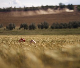 Harvest / ***