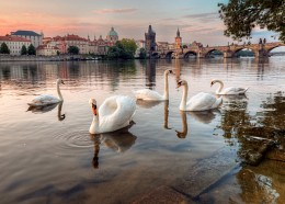 about Prague swans / ***