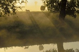 Foggy summer morning. / ***