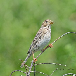 Corn Bunting / ***