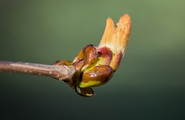 linden blossoms / ***