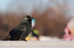 tsaritsinsky crow / ***