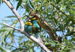 Schurkina love. / ***