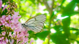 butterflies eat / ***