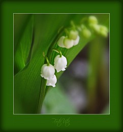 Lily of the valley / ***